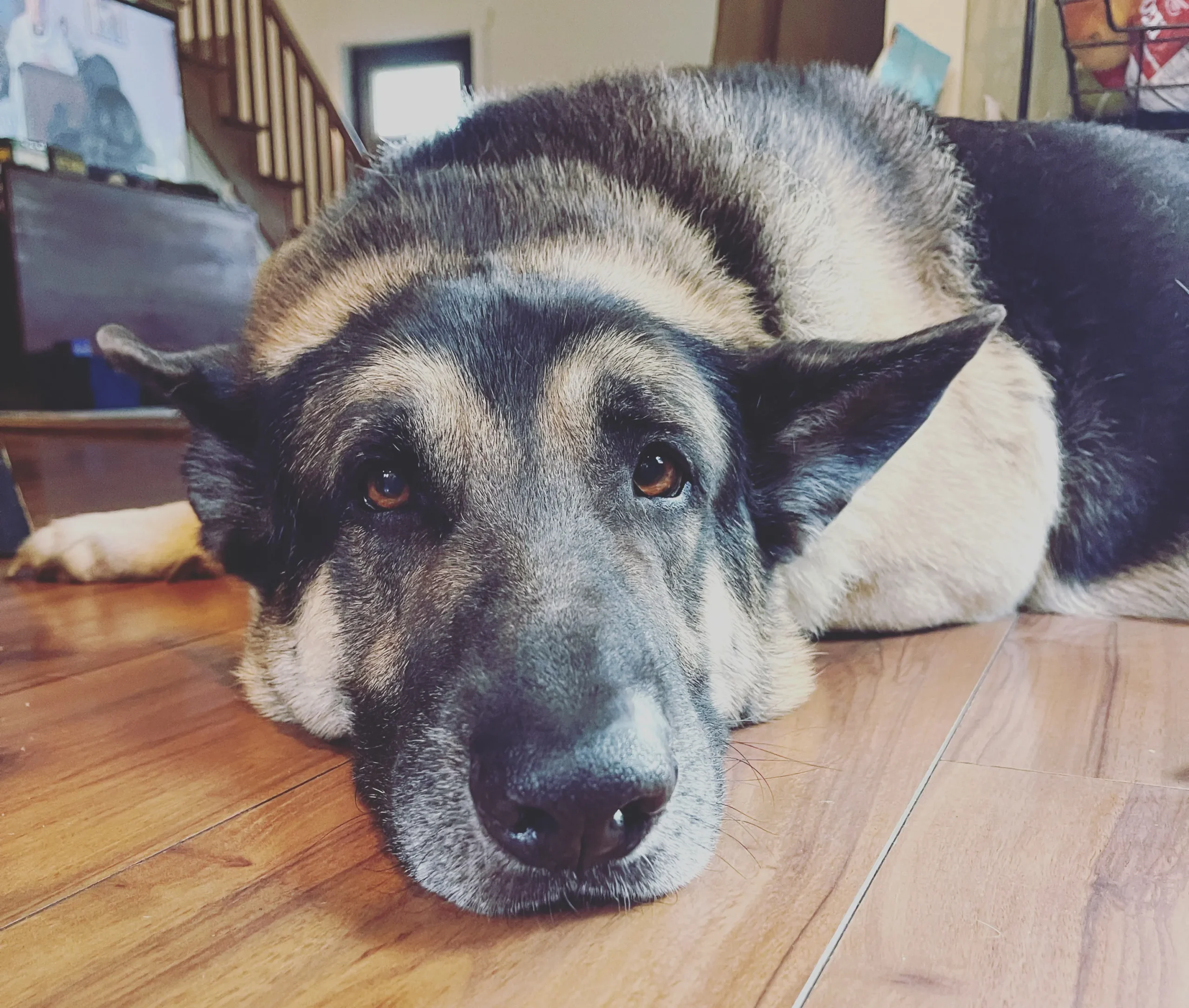 Nitro