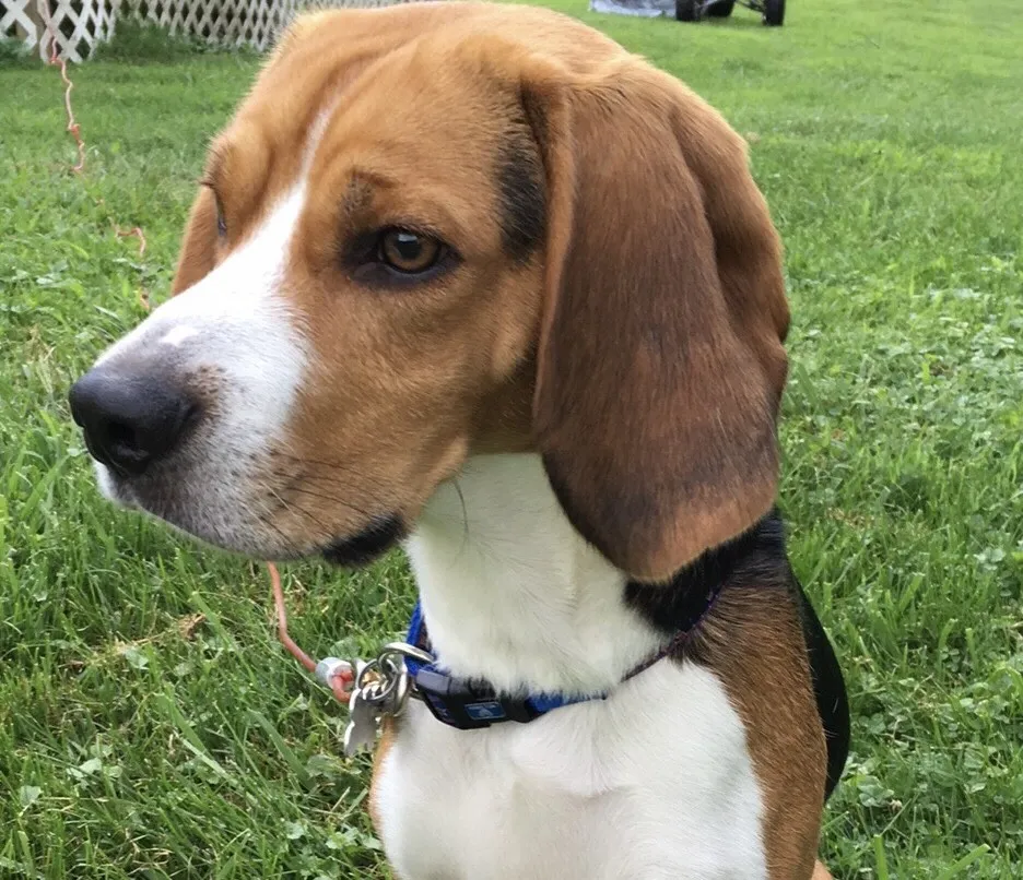 Elliot