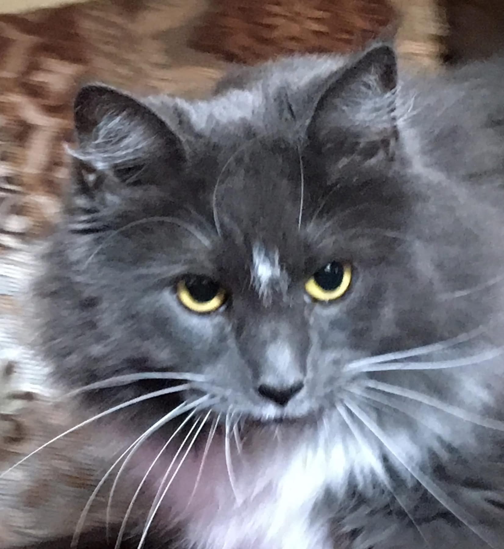 Gracie