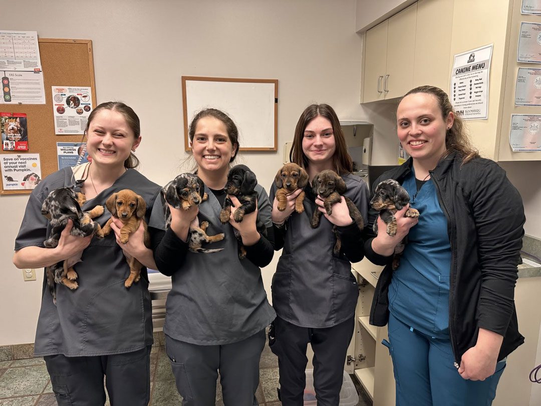Vet Team With Puppies